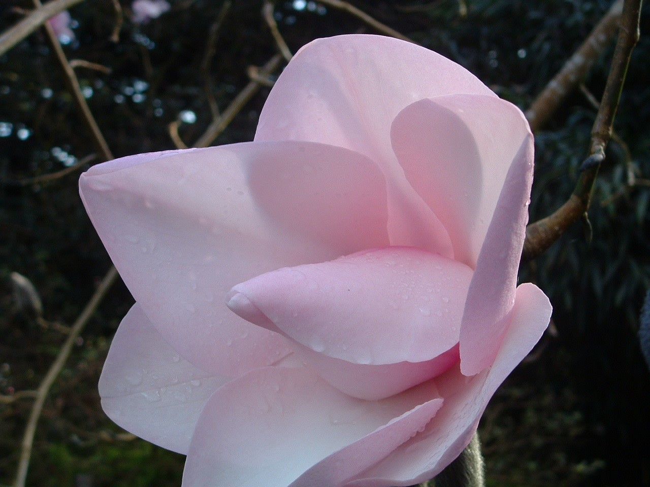 Magnolia campbellii Alba seedling